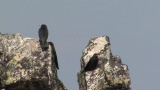 Video of Yellow-billed Chough - Yellow-billed Chough fly in the sky in Bulgarian mountains